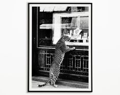 a black and white photo of a cat standing on its hind legs in front of a store window