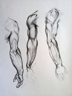 three different muscles are shown in this drawing