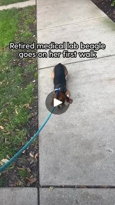 a dog is walking down the sidewalk with its leash attached to it's back