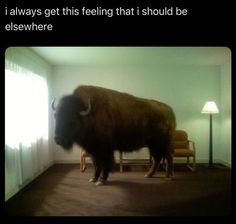 a bison standing in the middle of a living room next to a chair and lamp