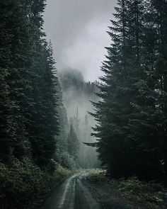 a dirt road surrounded by tall pine trees