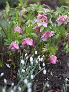 pink and white flowers growing out of the ground