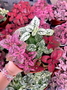 several potted plants with pink and white leaves in them are being held by someone's hand