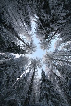 looking up at the tops of snow covered trees