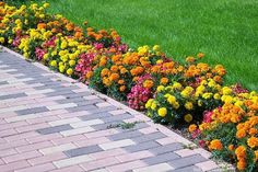 colorful flowers line the side of a brick walkway in front of a green lawn and grassy area