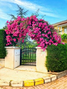 a gate with pink flowers growing over it