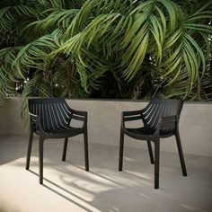 two black chairs sitting next to each other in front of some palm trees and plants