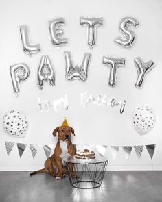 a dog sitting in front of a table with a cake and balloons on the wall