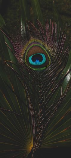 a peacock's eye is seen through the feathers of a palm fronder