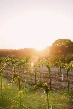 the sun is setting over a vineyard with vines growing in rows and trees on either side