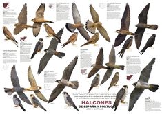 an image of birds flying in the air with their names and description on it's back