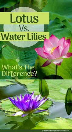 lotuss and water lilies with the text lotus vs water lilies what's the difference?