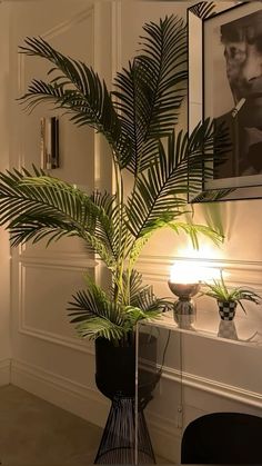 a palm tree in a black vase next to a white wall and framed photograph on the wall