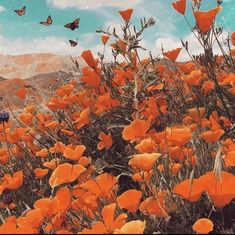 a field full of orange flowers with butterflies flying above them in the sky over mountains