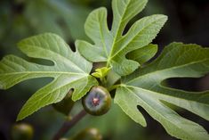 a close up of a green leaf on a tree branch with some fruit in the middle