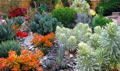 many different types of succulents in a garden