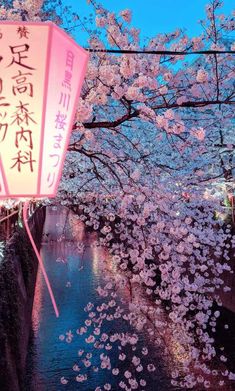 Japan Tourism, Cherry Blossom Trees, Sakura Tree, Tokyo Travel