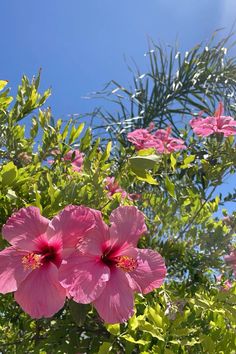 pink flowers are blooming in the sun on a sunny day with green leaves and blue sky