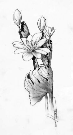 a pencil drawing of flowers on a white paper with black and white ink, by person