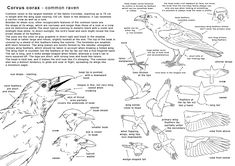 an illustrated guide to the birds of central and eastern america, with information about them