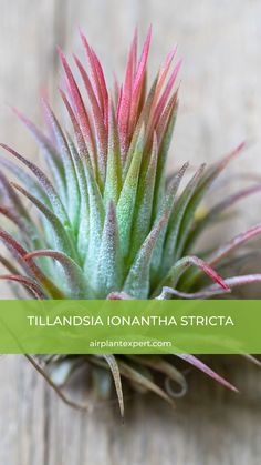 an air plant sitting on top of a wooden table with text overlaying it