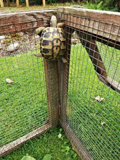 a tortoise in a cage on the grass