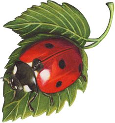 a drawing of a ladybug sitting on top of a green leaf with black dots