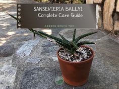 a potted plant sitting on top of a stone floor next to a sign that says san severia bally complete care guide