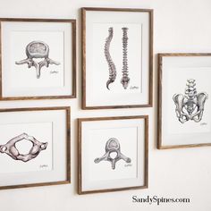 four framed drawings of different types of bones