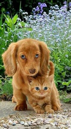 a dog and cat are standing in the dirt