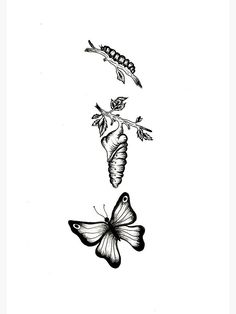 two butterflies flying next to each other on a white background with the words, butterfly and caterpillar