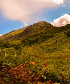 a lush green hillside covered in lots of trees and bushes under a blue sky with clouds