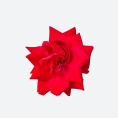 a single red rose on a white background