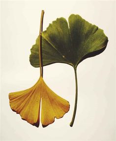 a large green leaf hanging from the side of a tree branch in front of a white sky