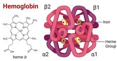 an image of the structure of hemoglobin and other structures that are labeled in red