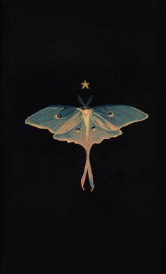 a large blue and white moth on a black background with a star in the middle