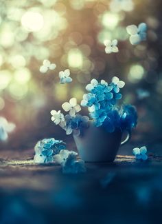 blue and white flowers in a vase on the ground with boket lights behind them