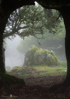 moss covered rocks in the middle of a forest on a foggy, autumn day