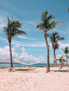 palm trees on the beach with blue sky