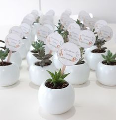 there are many small white pots with succulents in them