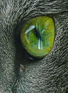 a cat's green eye is seen in this close up photo