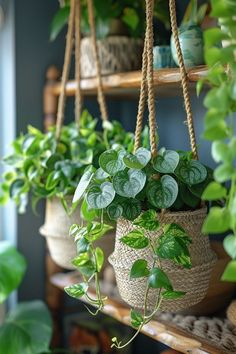 several potted plants are hanging from rope