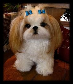 a small white and brown dog with blue bows on it's head sitting in a chair