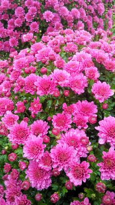 many pink flowers are growing in the garden