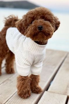 Teddy Bear Poodle, Toy Poodle Puppy, Poodle Haircut, Poodle Cuts, Puppy Cut, Toy Poodle Puppies, Teddy Dog