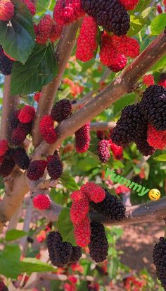 the berries are ripe and ready to be picked