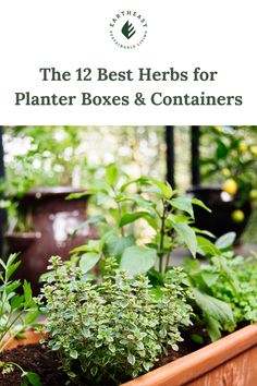 the 12 best herbs for planter boxes and containers