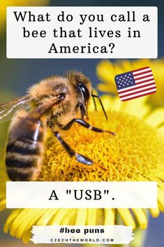 a bee sitting on top of a yellow flower with the words, what do you call a bee that lives in america?