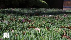 green grass with purple flowers growing on it