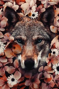 a wolf surrounded by flowers and butterflies in the middle of it's face, looking at the camera